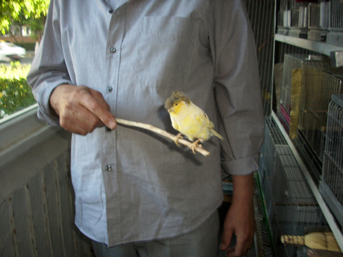 GLOSTERI 002 - Canari la voliera -2011