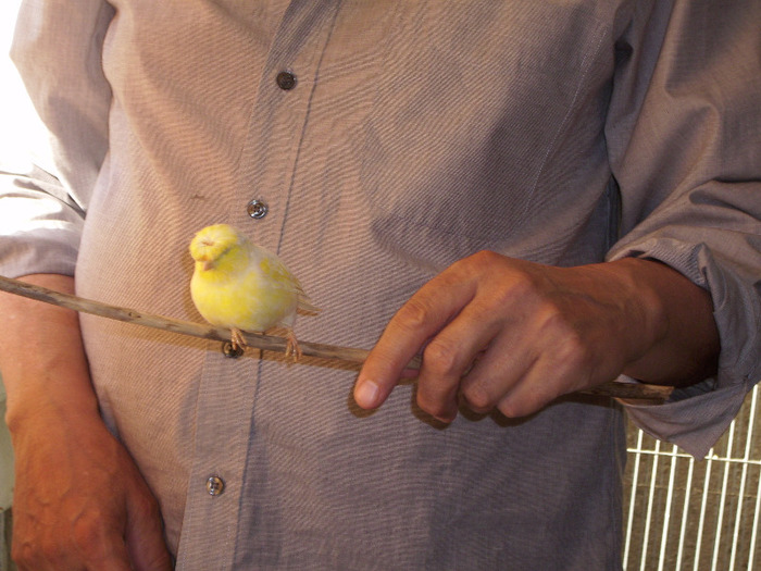 GLOSTERI 001 - Canari la voliera -2011