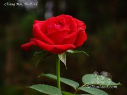 images (3)