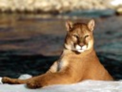 Cougar