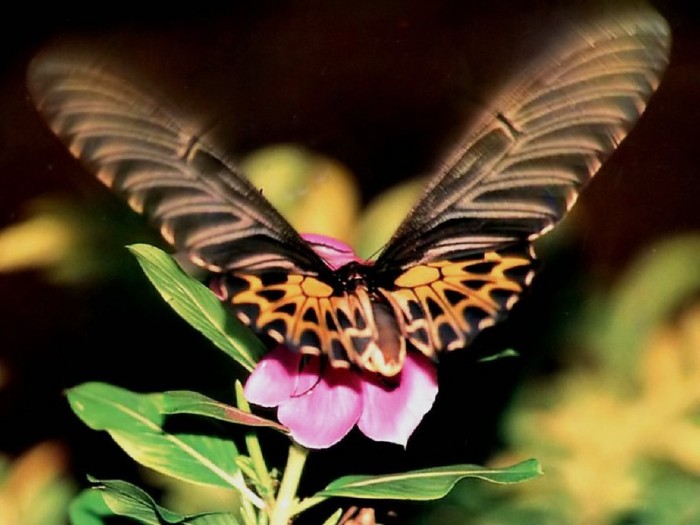 Moth_-_wallpaper_desktop