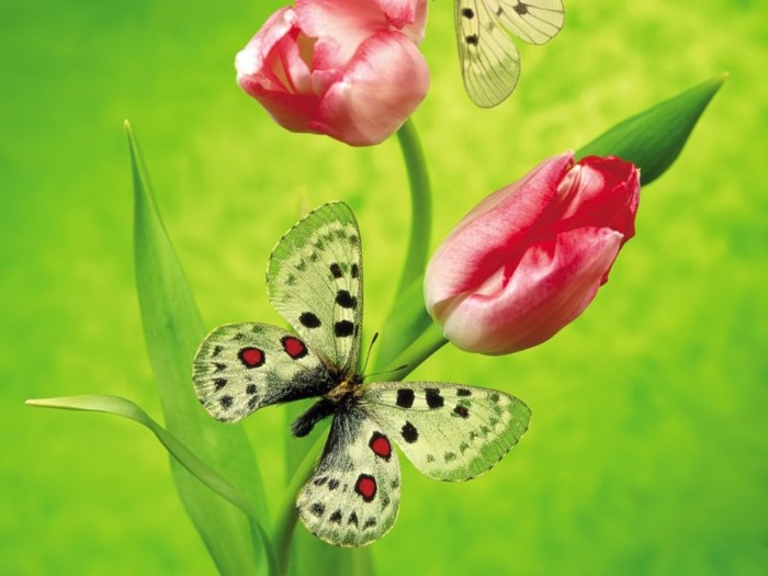 Ornithoptera_aesacus_butterfly_photos
