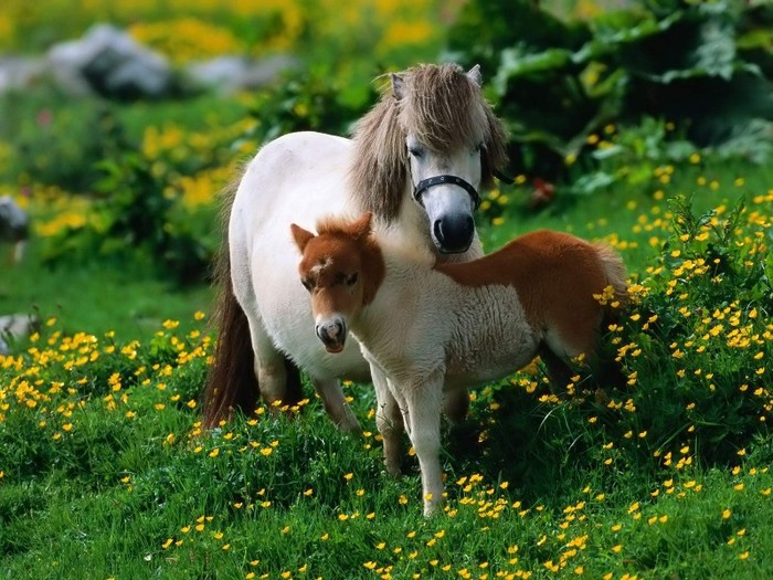 Pony
