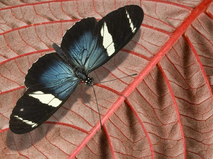Sara_Longwing_Heliconius__Butterfly