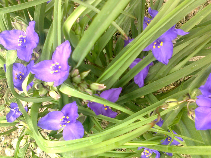 Fotografie0937 - tradescantia