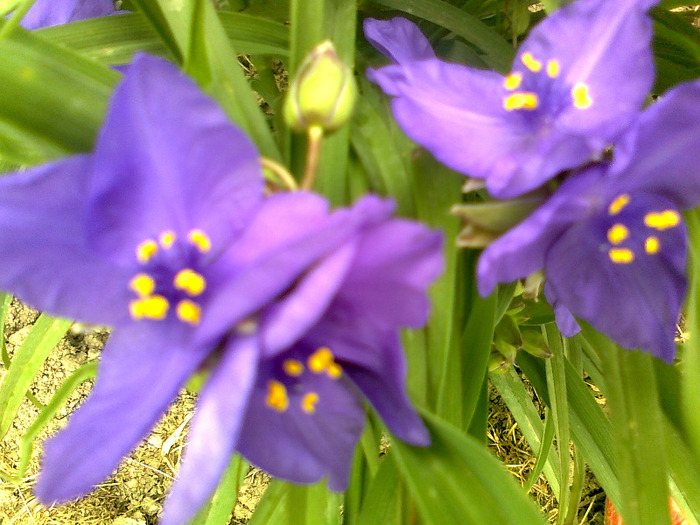 Fotografie0940 - tradescantia