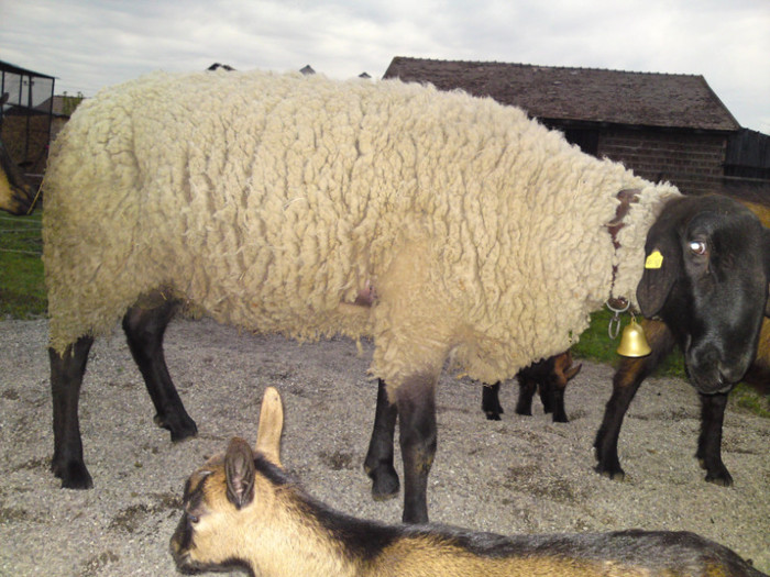 Hercules -berbec suffolk