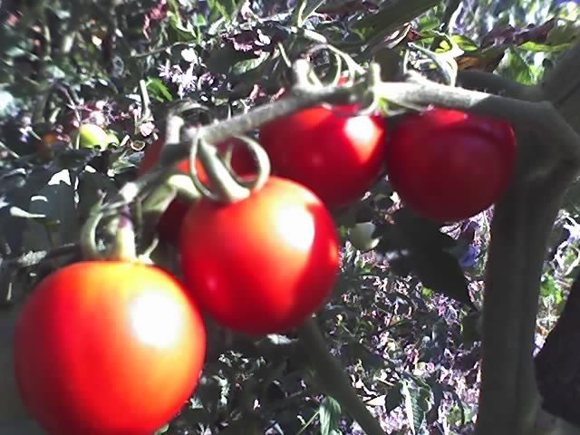 30-08-11_1137 - TOMATE_2011