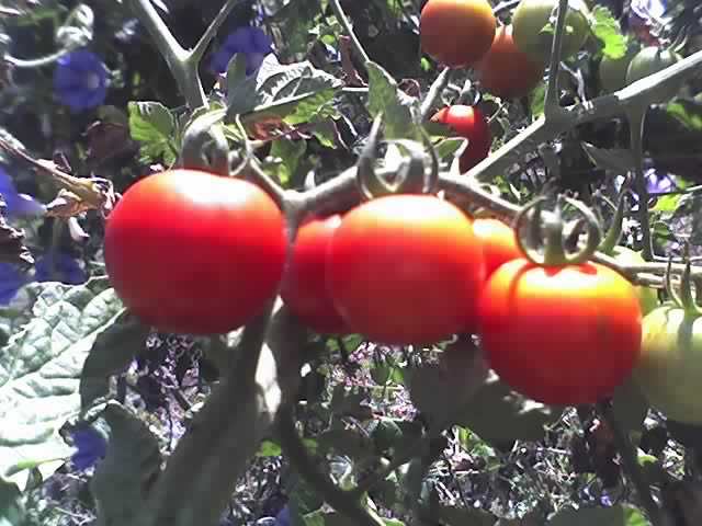 30-08-11_1138 - TOMATE_2011