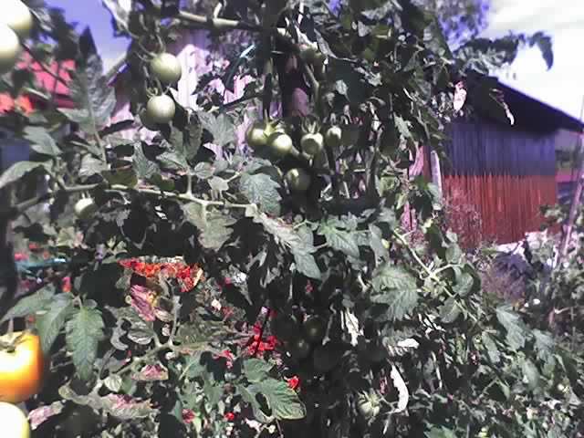 30-08-11_...planta este mai inalta ca mine! - TOMATE MONEYMAKER 2011