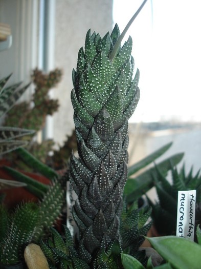 Haworthia coarctata - Suculente