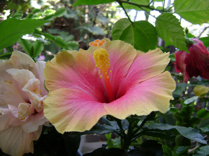 DSC07749 - hibiscus 2011