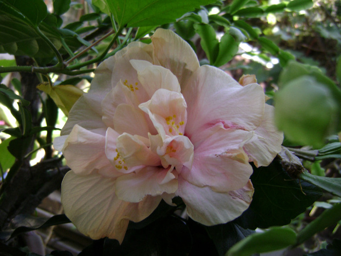 DSC07750 - hibiscus 2011