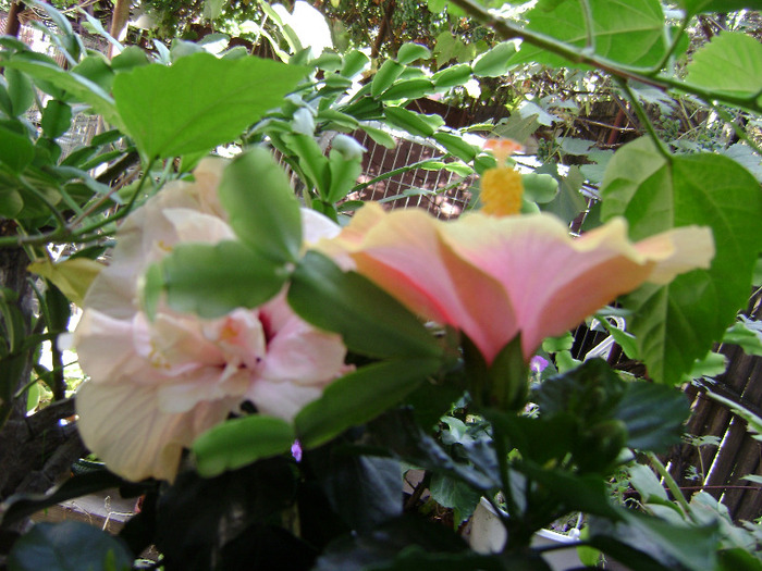 DSC07751 - hibiscus 2011