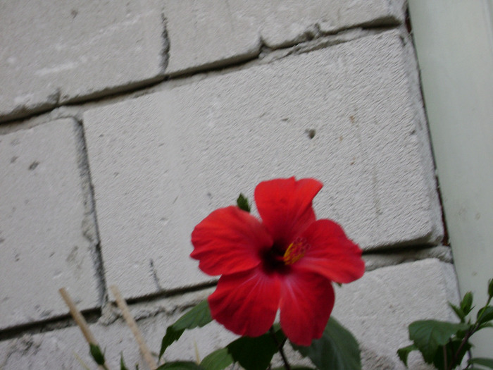 DSC07770 - hibiscus 2011