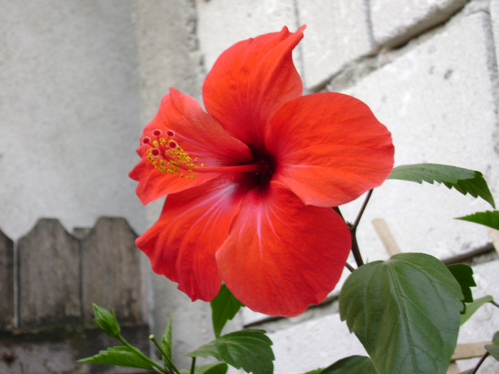 DSC07774 - hibiscus 2011