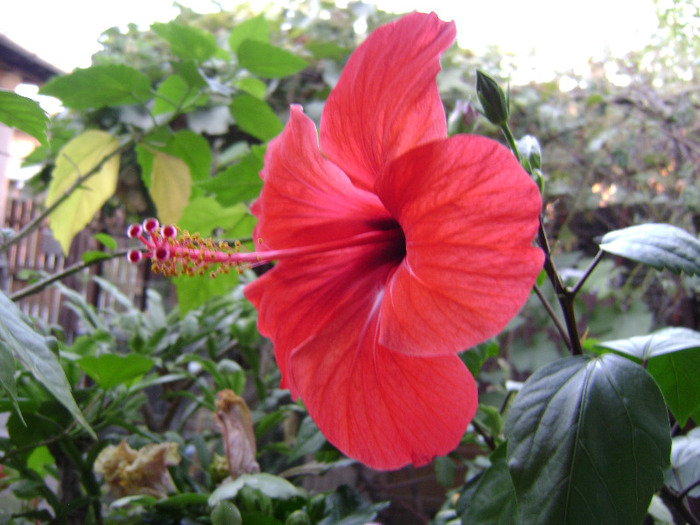 DSC07783 - hibiscus 2011