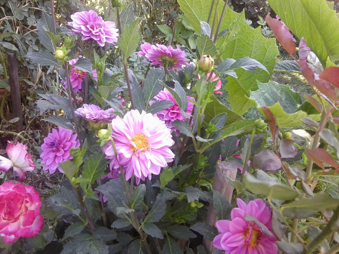 Fotografie0189 - flori vara 2011