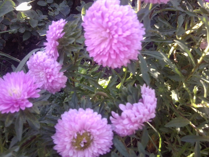 Fotografie0190 - flori vara 2011