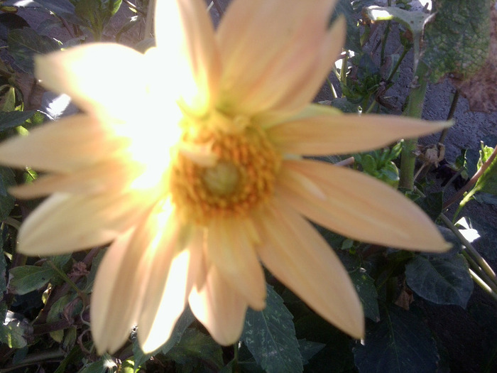 Fotografie0192 - flori vara 2011