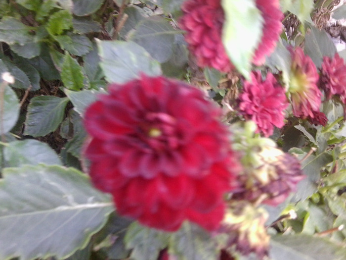 Fotografie0219 - flori vara 2011