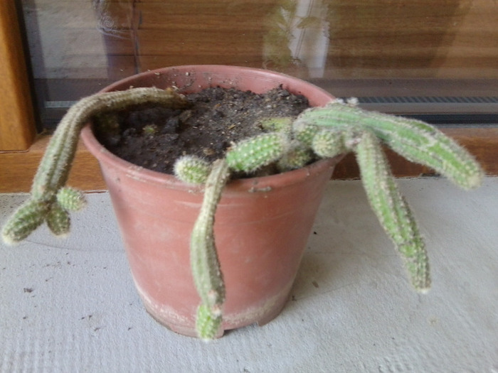 ECHINOPSIS CHAMAECEREUS -SIMONA - cactusi si suculente