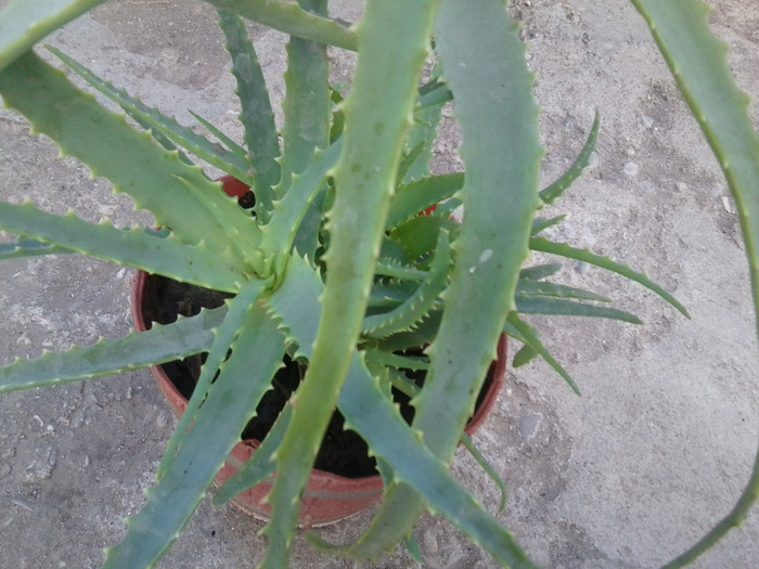 ALOE - cactusi si suculente