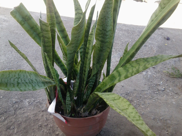 SANSEVIERIA TRIFASCIATA