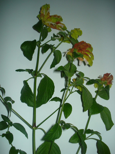 DSC00063