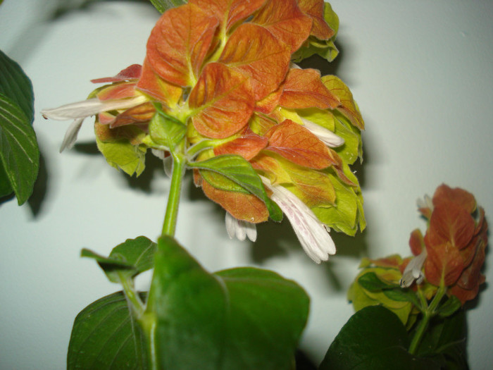 DSC00065
