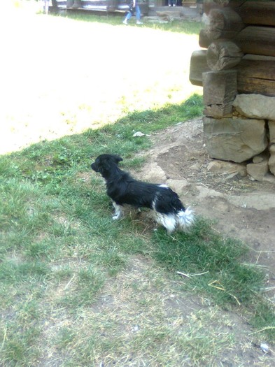 baloane 116 - poze din maramures 2011