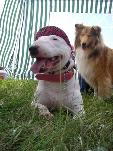 Collie Rough si Bull Terrier; Timisoara mai 2011 cu Maia la expo.
