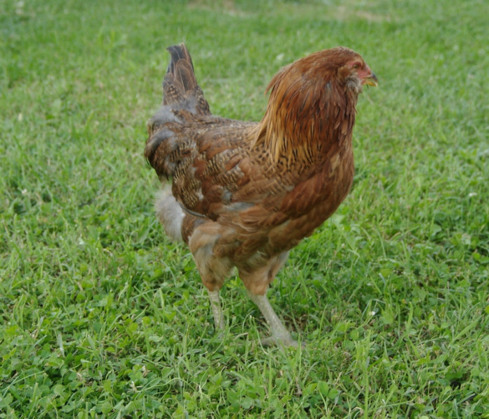 ameraucana; - originara din America de Sud (Chile) si ameliorata in SUA
- face oua de culoare blue, turcoaz
