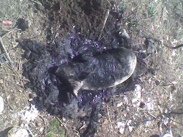 poze florin _ geta 036