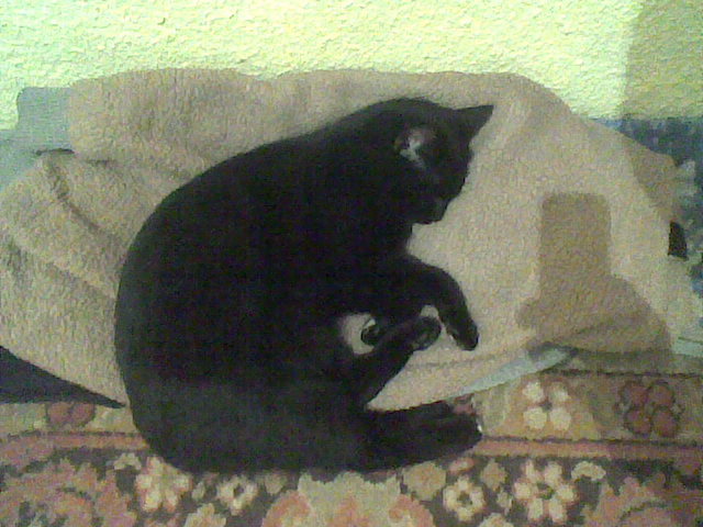 poze florin _ geta 050