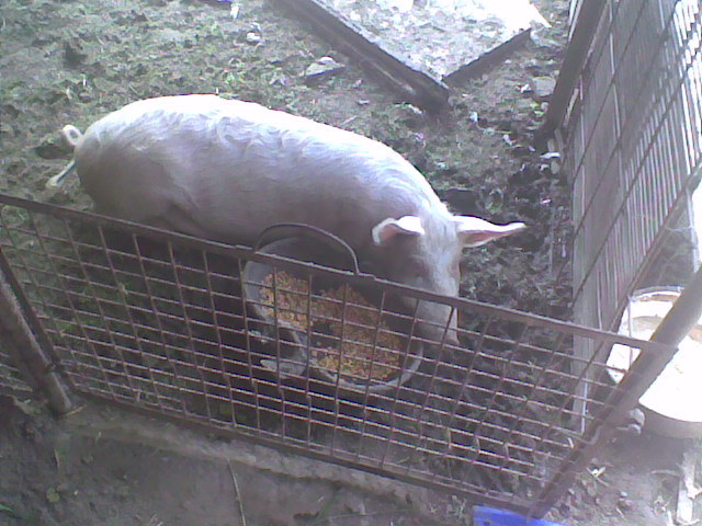 poze florin _ geta 054