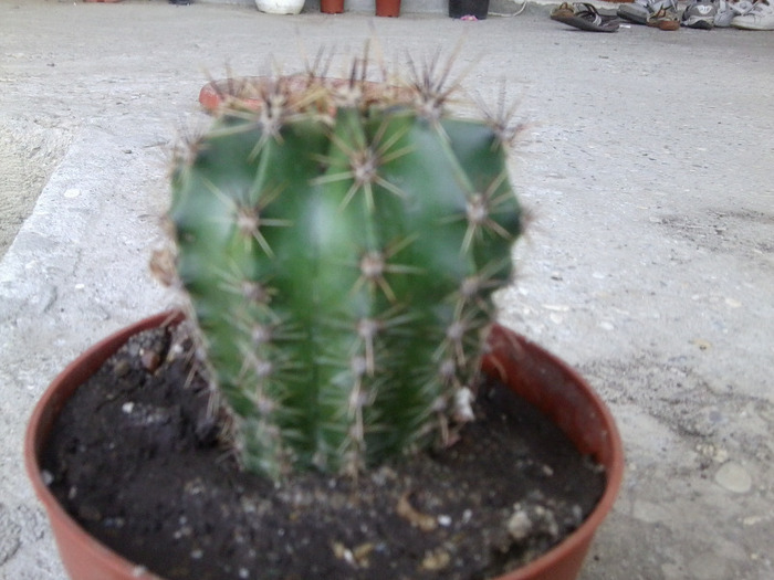 echinopsis