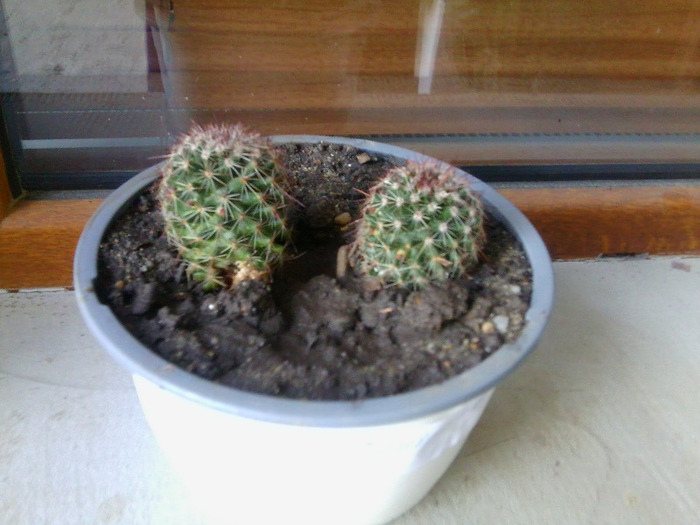 mammillaria -nikolici