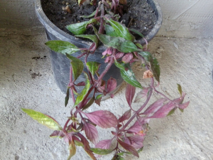 achimenes roz-nikolici - flori de interior