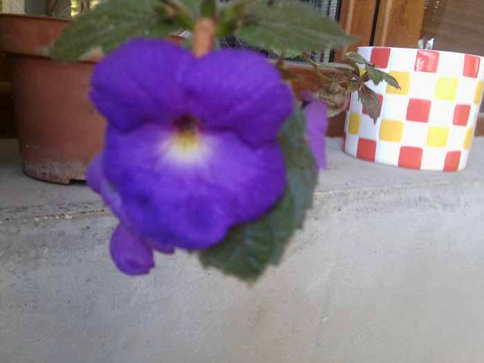 Fotografie0306 - flori de interior