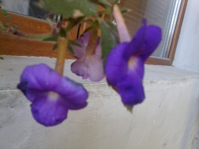 Fotografie0307 - flori de interior