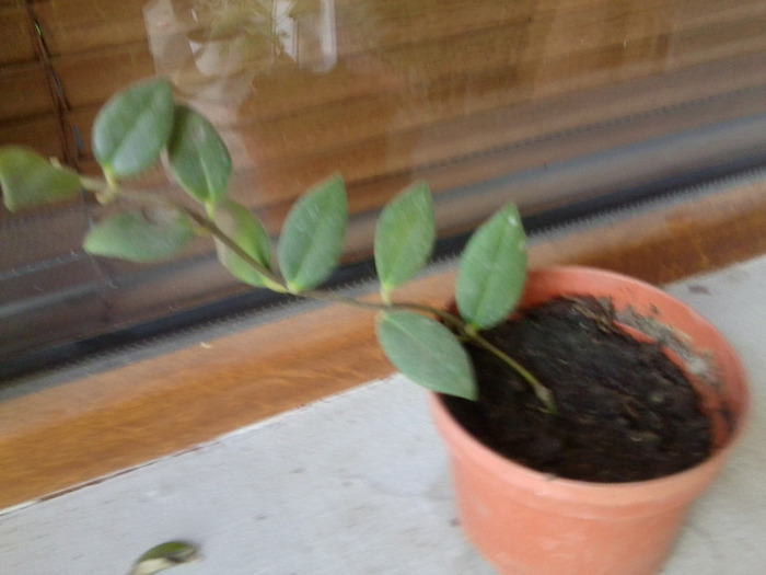 aeschinanthus danuta - flori de interior