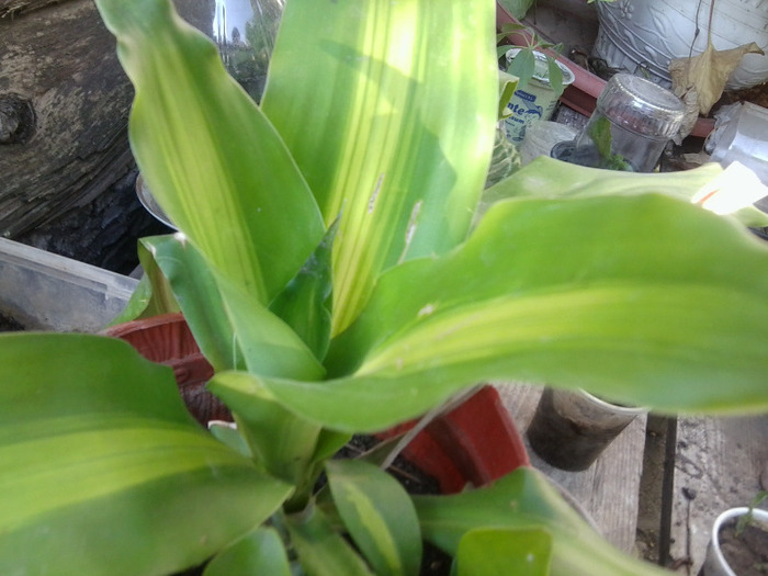 Fotografie0311 - flori de interior