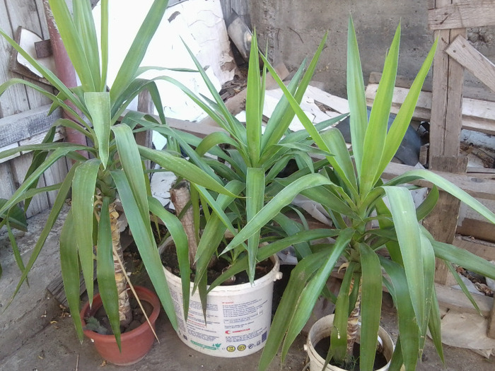 Fotografie0317 - flori de interior