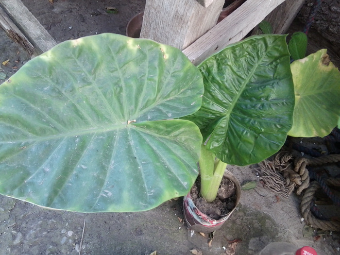 Fotografie0318 - flori de interior