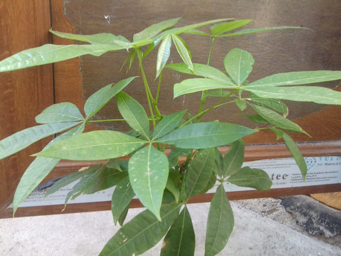 Fotografie0315 - flori de interior