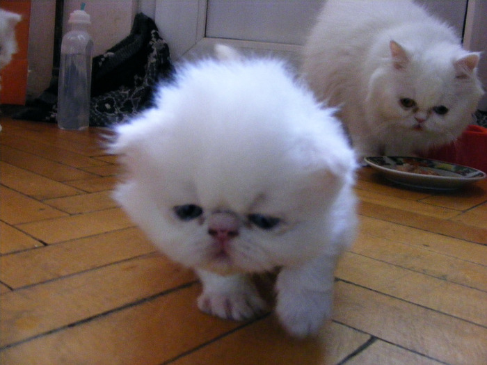 17f9fac8e3340436c08154977624f688