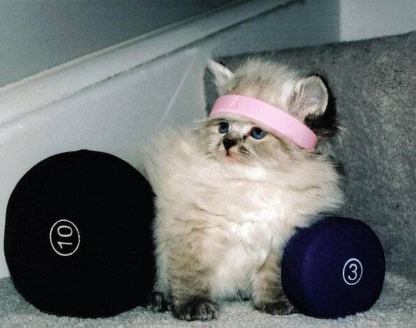 80s_workout_cat - Poze Pisicii
