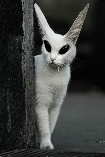 292-pisica_extraterestru - Poze Pisicii