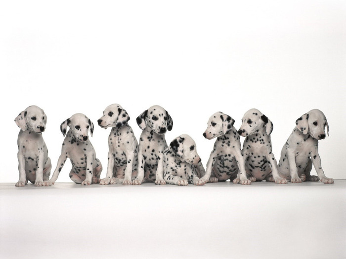 101_Dalmatieni_Catei_Poze_Caini_Dogs_Wallpapers